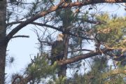 Lake Sinclair&nbsp;Lake Sinclair Eagle