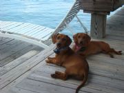 Lake Martin&nbsp;Bella and Beau LUV the gazebo