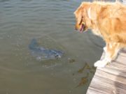 Lake Martin&nbsp;Go fish