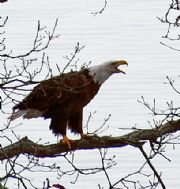 Wheeler Lake&nbsp;Bald Eagle perches on a tree above Wheeler Lake