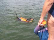 Smith Lake&nbsp;loves to swim