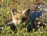 Smith Lake&nbsp;Baby fox near Yellow Creek