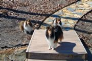 Lake Martin&nbsp;Lake Martin Dogs