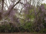 Lake Martin&nbsp;Wisteria near center of Alexander City
