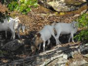 Lake Martin&nbsp;New Goats on Goat Island - June 2008