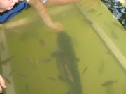 Lake Martin&nbsp;Feeding our pet catfish