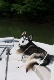 Smith Lake&nbsp;Coffee Cruise with Husky