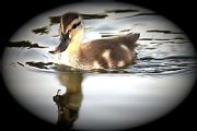 Logan Martin Lake&nbsp;Duckling on Logan Martin