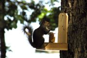 Lake Eufaula&nbsp;Squirrel