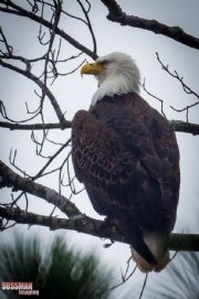 West Point Lake&nbsp;Bald eagle at West Point Lake