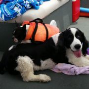 Lake Martin&nbsp;Chief with lifejacket, lays on Bear on the way to dive for golf balls