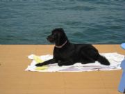 Lake Martin&nbsp;Luvy the labradoodle gettign memorial day sun 2008