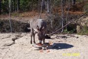 Lake Martin&nbsp;Donkey and Patti Winter 04-Goat Island
