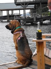 Lake Martin&nbsp;MISSING SINCE 10/31/08 - MISS MILLIE THE BLOODHOUND- June 2008