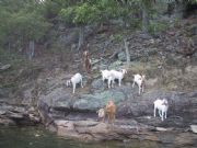 Lake Martin&nbsp;Goats on Goat Island 29 June 2008