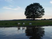 Logan Martin Lake&nbsp;Goat Island with goats