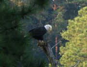 Smith Lake&nbsp;Eagle at corinth 