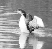 Lake Martin&nbsp;Common Loon stretching