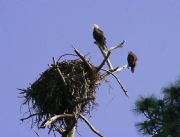 Lake Martin&nbsp;Lake Martin's Bald Eagles