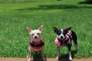 Lake Martin&nbsp;Breezy and Lola 