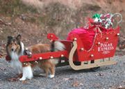 Lake Martin&nbsp;Winston usually pulls his wagon/sled in the Alexander City Christmas parade.