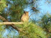 Lake Martin&nbsp;Another Owl