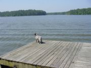 Weiss Lake&nbsp;Lake Dog