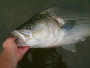 Lake Hartwell&nbsp;Releasing a 35 pounder