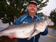 Lake Hartwell&nbsp;Hartwell Striped Bass