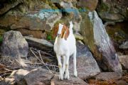 Lake Martin&nbsp;Goat Island