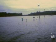 Smith Lake&nbsp;Jake the Drake swimming in parking lot at dam after Hurricane Ivan