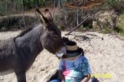 Lake Martin&nbsp;Donkey and Patti Winter 04-Goat Island