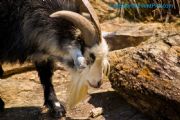 Lake Martin&nbsp;Goat Island