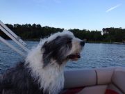 Smith Lake&nbsp;Big Dog loves his pontoon rides.