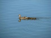 Lake Martin&nbsp;Water Chickens