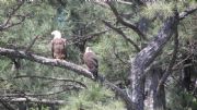 B. Everett Jordan Lake&nbsp;adult bald eagle pair
