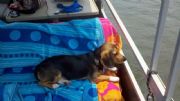 Lay Lake&nbsp;Gus