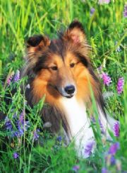 Lake Martin&nbsp;Winston, my Sheltie.