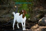 Lake Martin&nbsp;Goat Island