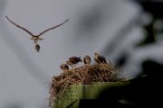 Lake Lanier&nbsp;Osprey on the Bridge, Browns Bridge Road