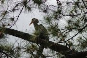 Lake Martin&nbsp;Blue Heron stalking!