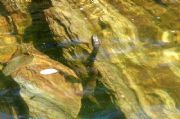 Lake Martin&nbsp;Midland water snake