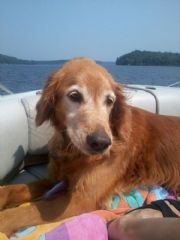 Lay Lake&nbsp;Rosie the Retriever at Lay Lake