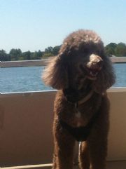 Logan Martin Lake&nbsp;fozzy on the boat