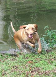 Lake Martin&nbsp;Lake Dog
