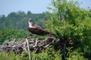 Lake Jordan&nbsp;ospreys on lake jordan