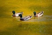 Lake Martin&nbsp;Mallards at Wind Creek