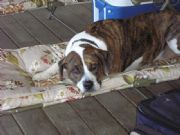 Smith Lake&nbsp;Beasley relaxing on the porch