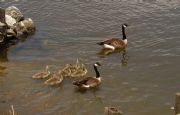 Logan Martin Lake&nbsp;Canadian Geese and Babies