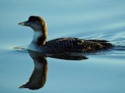 Lake Martin&nbsp;Immature Common Loon